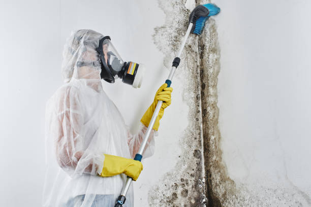 Best Black Mold Removal  in Fenton, MO