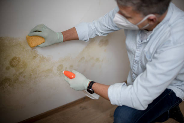 Best Crawl Space Mold Removal  in Fenton, MO