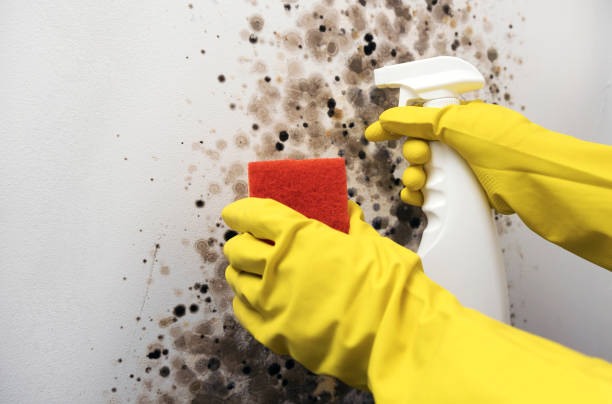 Best Certified Mold Removal  in Fenton, MO