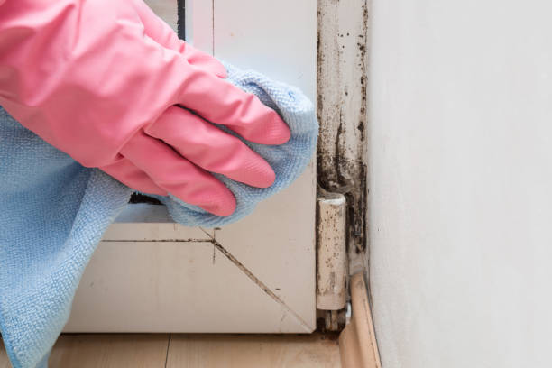 Best Emergency Mold Removal  in Fenton, MO